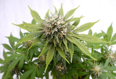 KANNABIA SEEDS -  SILVER WIDOW