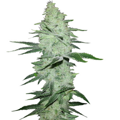 Six Shooter Auto - 420 FASTBUDS