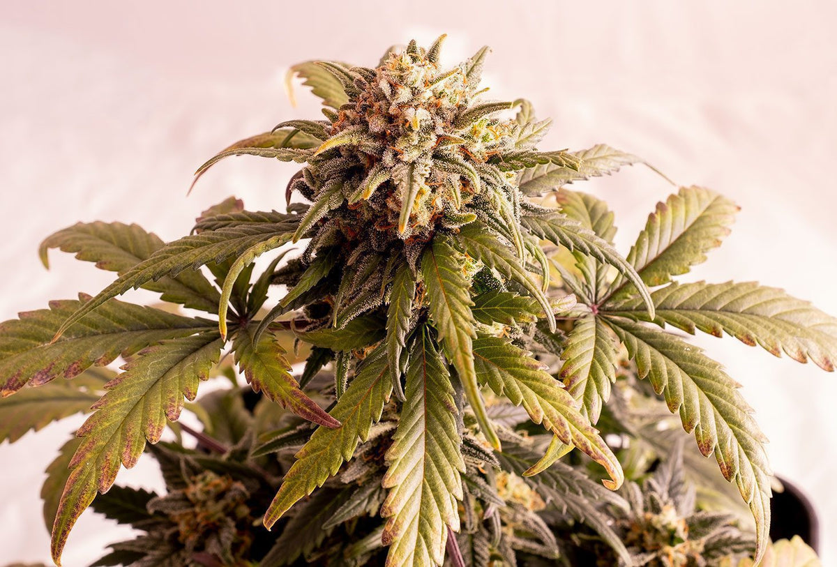 Speedy Boom Auto KANNABIA PACK 3+1 FREE