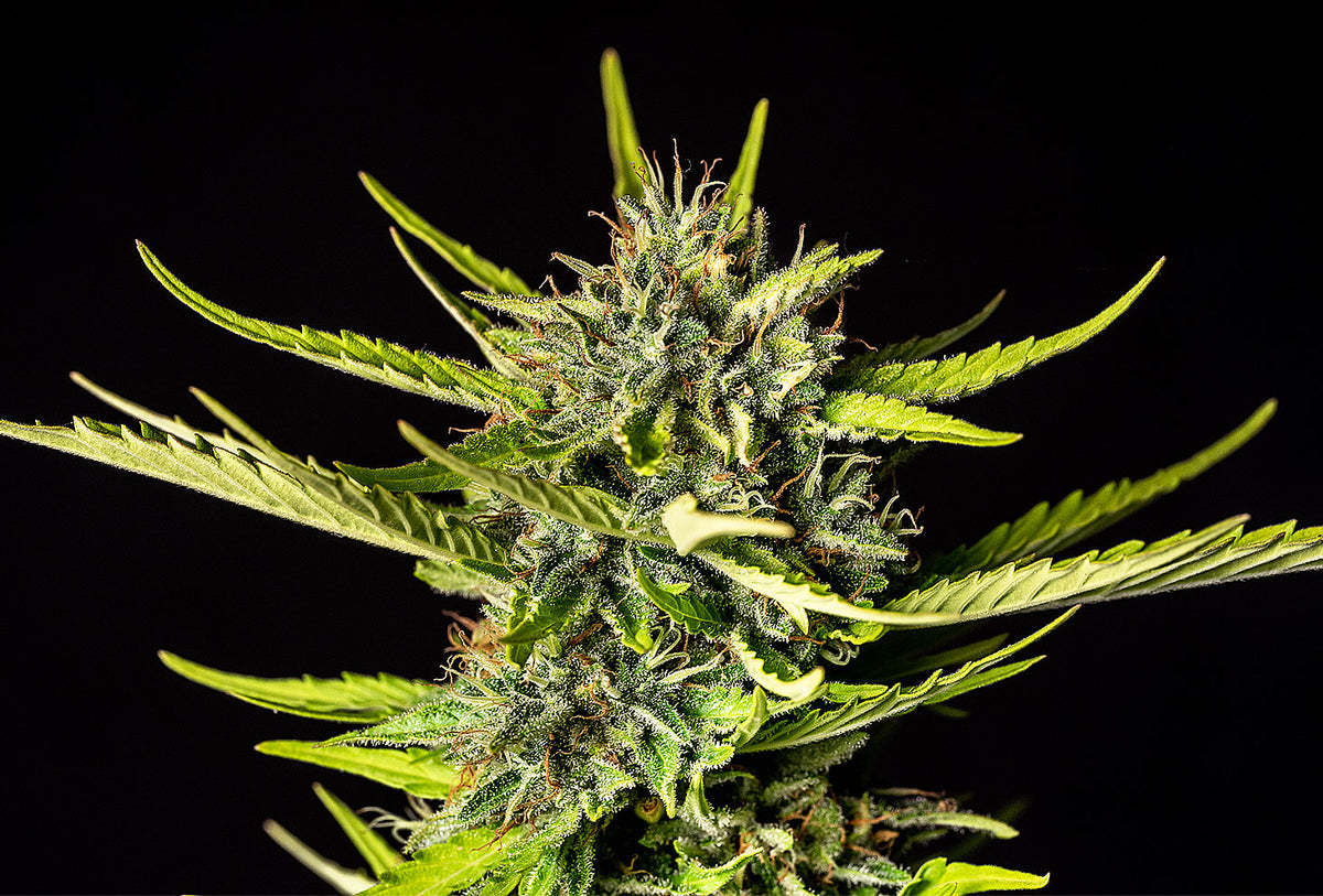 KANNABIA SEEDS - STRAWBERRY HAZE AUTO