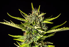 KANNABIA SEEDS - STRAWBERRY HAZE AUTO