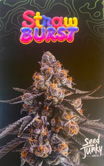 SEED JUNKY STRAW BURST PACK 5 FEM