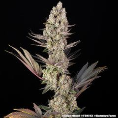 Super Boof Strain FEM BARNEY`S FRAM 3 SEEDS