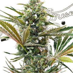 SUPER LEMON HAZE AUTO - GREEN HOUSE SEED CO