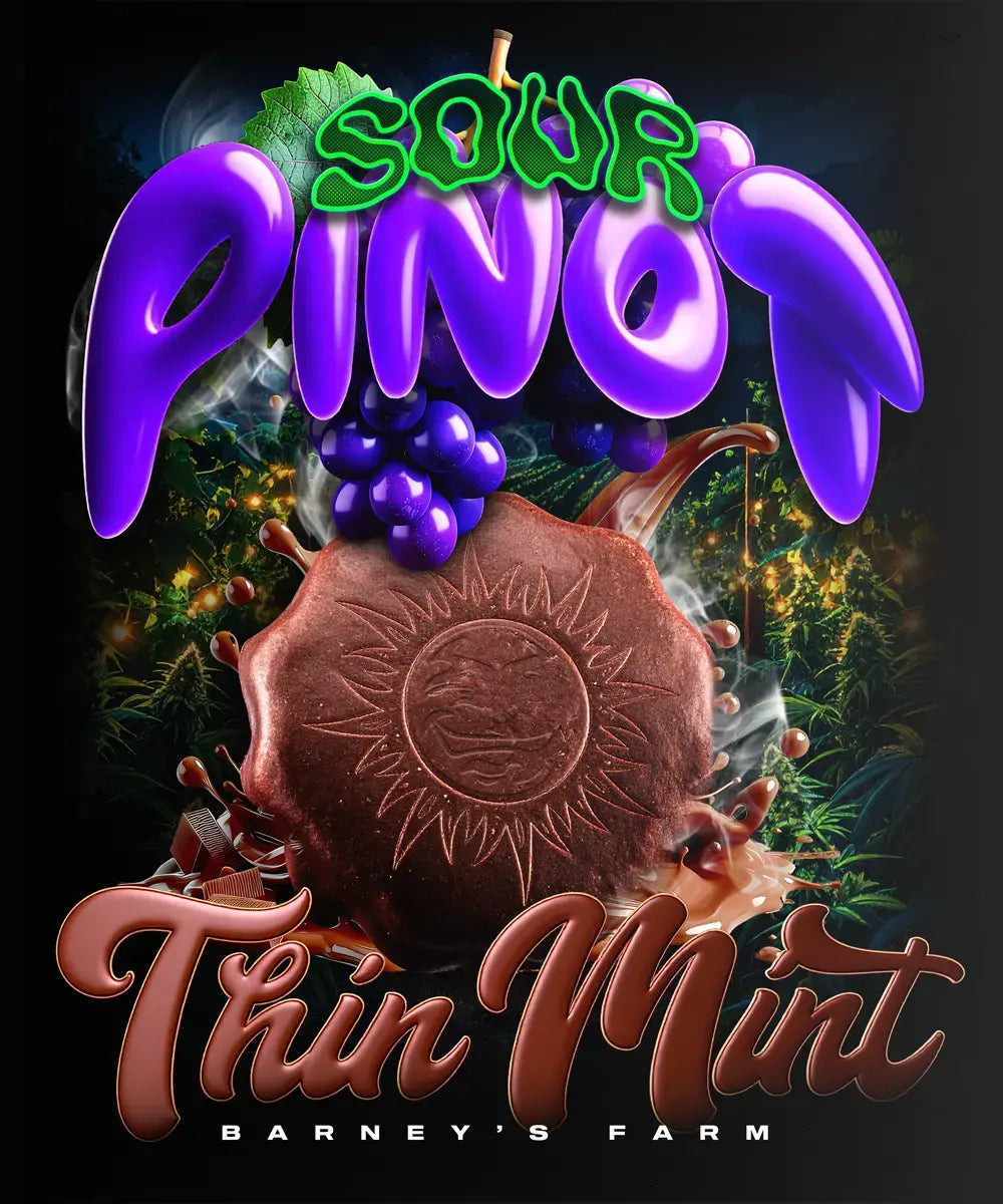 Thin Mint x Sour Pinot Auto Strain BARNEY`S FRAM PACK OF 3