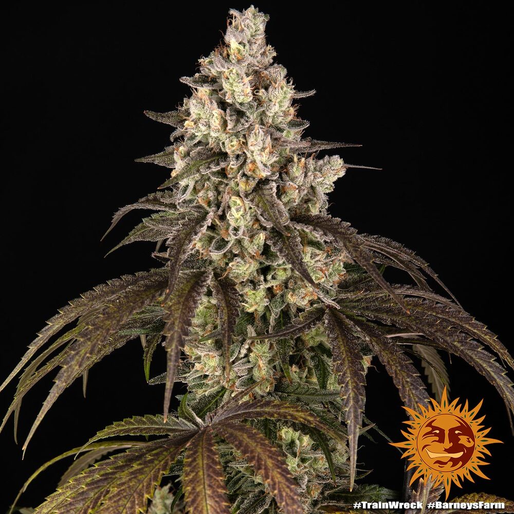Trainwreck Strain FEM BARNEY`S FRAM