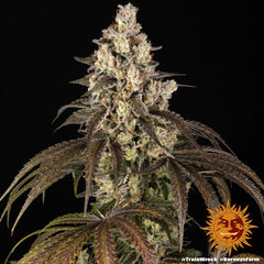 Trainwreck Strain FEM BARNEY`S FRAM