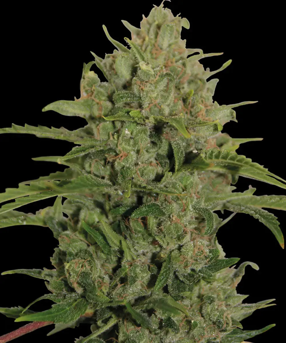 Triple Cheese fem Barney`s Farm  pack of 3