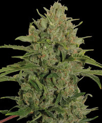 Triple Cheese fem Barney`s Farm  pack of 3