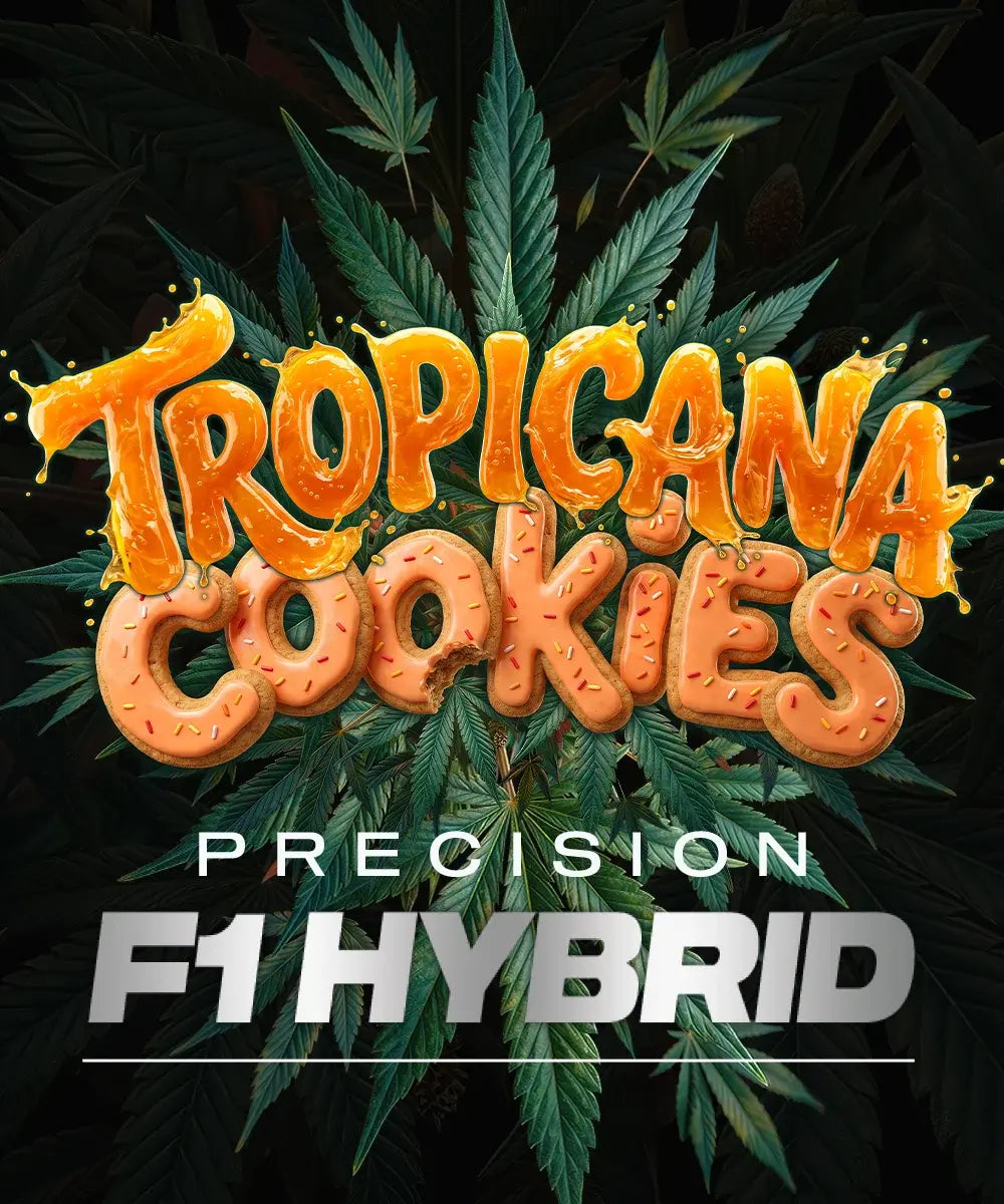 Tropicana Cookies Auto F1 27% THC BARNEY`S FRAM
