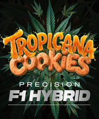 Tropicana Cookies Auto F1 27% THC BARNEY`S FRAM