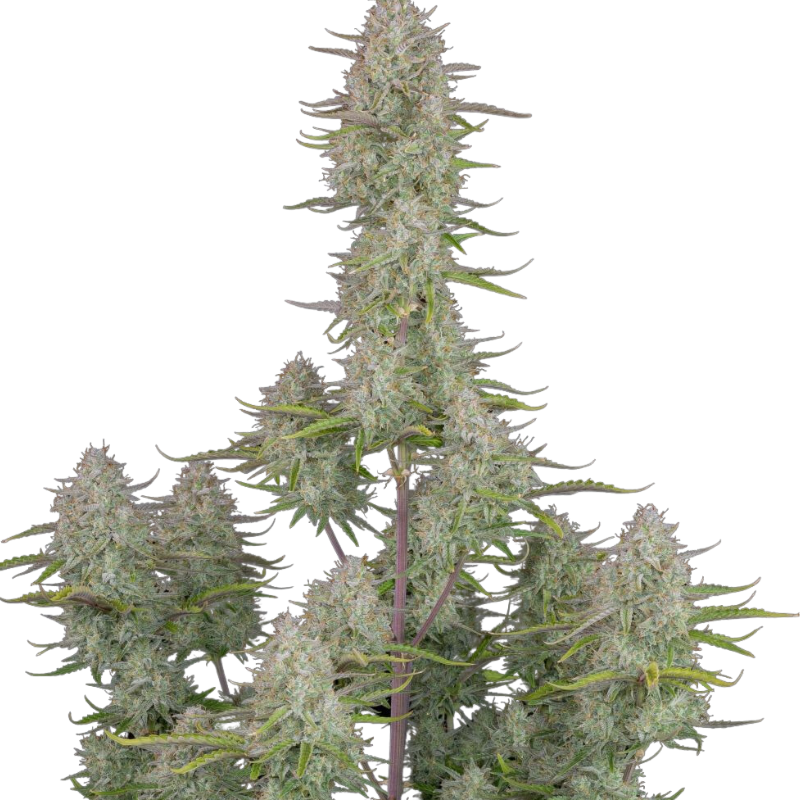 Wedding Cheesecake Auto - 420 FASTBUDS