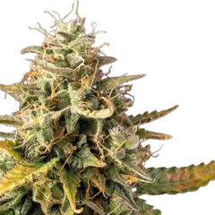 ORIGINAL WHITE WIDOW AUTO - 420 FASTBUDS