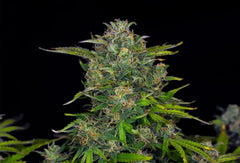 Zkittlez Auto KANNABIA PACK 3+1 FREE