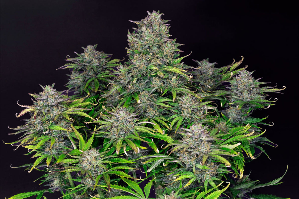 Zkittlez Auto KANNABIA PACK 3+1 FREE