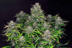 Zkittlez Auto KANNABIA PACK 3+1 FREE