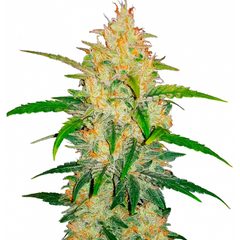 Zkittlez Auto - 420 FASTBUDS