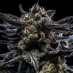 ZOMBIE KUSH Feminized Cannabis Seeds RIPPER